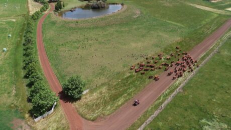A feedlot where some cows are being driven somewhere else